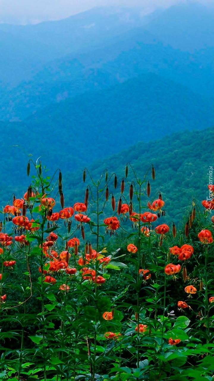 Pomarańczowe lilie w górach