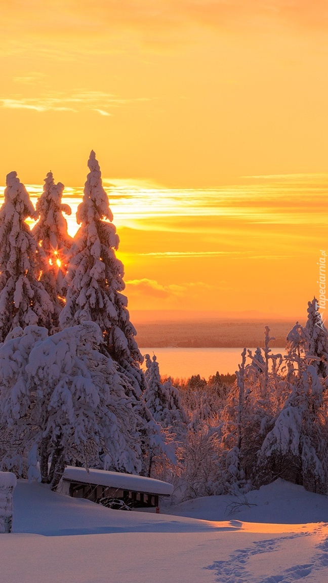 Pomarańczowe niebo nad ośnieżonymi drzewami