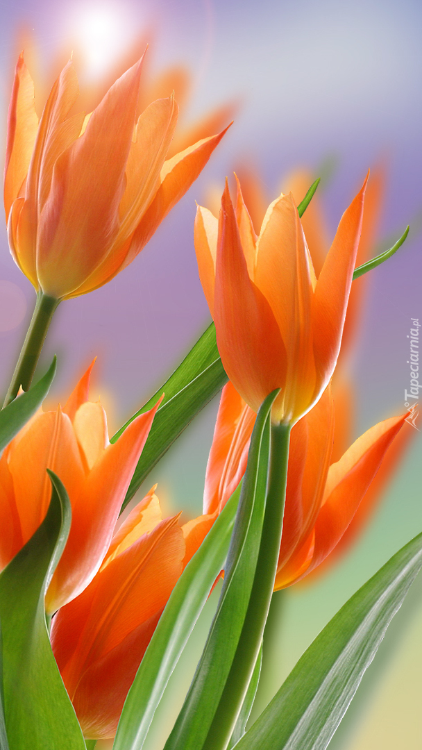 Pomarańczowe tulipany