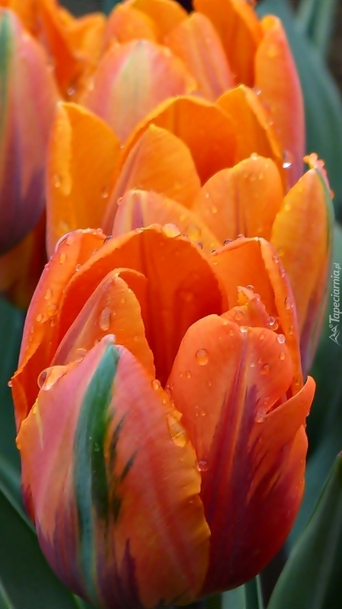 Pomarańczowe tulipany w kroplach rosy