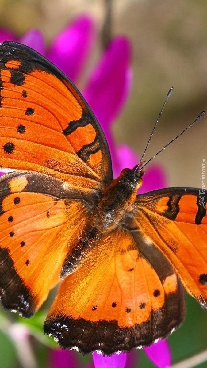 Pomarańczowo-czarny motyl