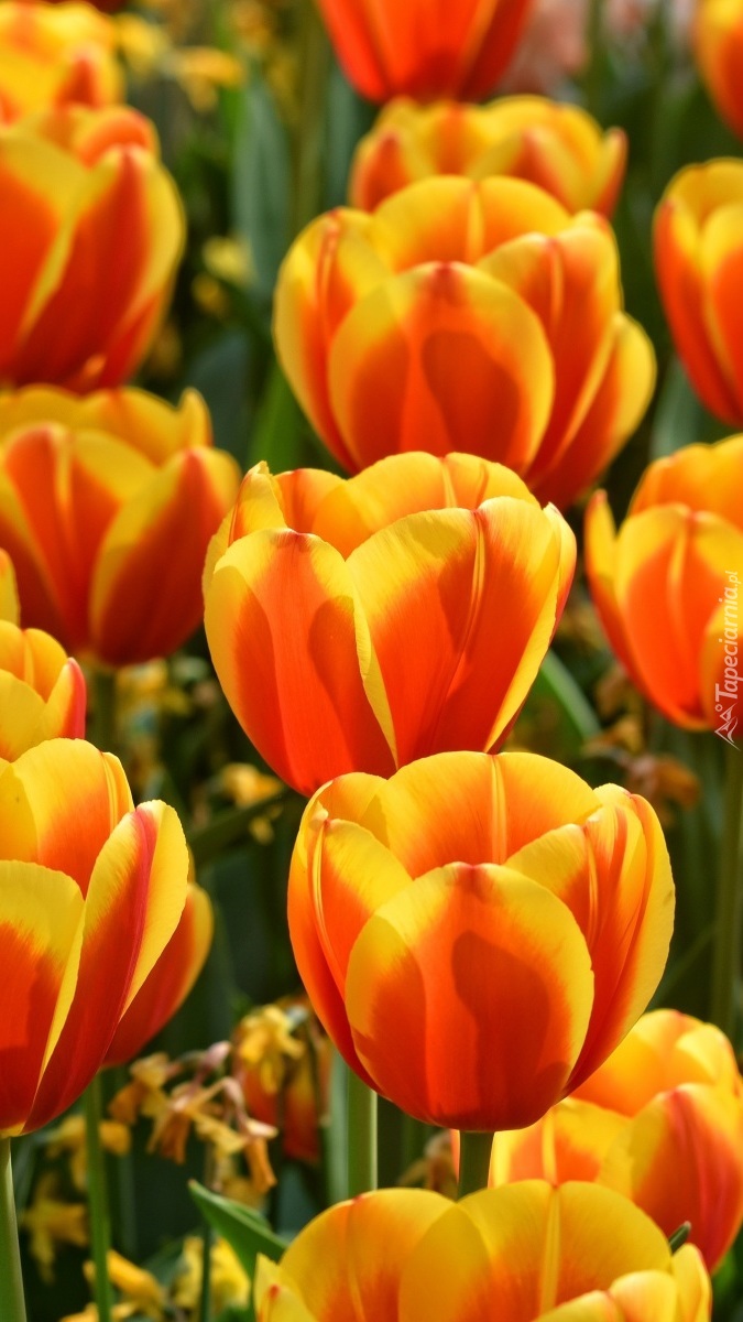 Pomarańczowo-żółte tulipany