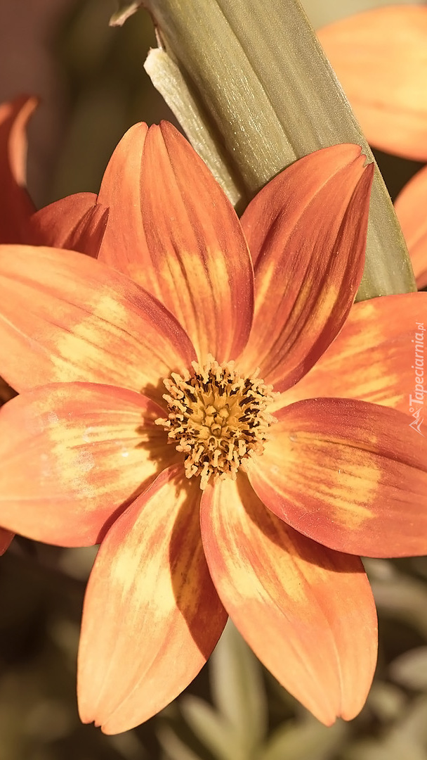 Pomarańczowy kwiat w zbliżeniu