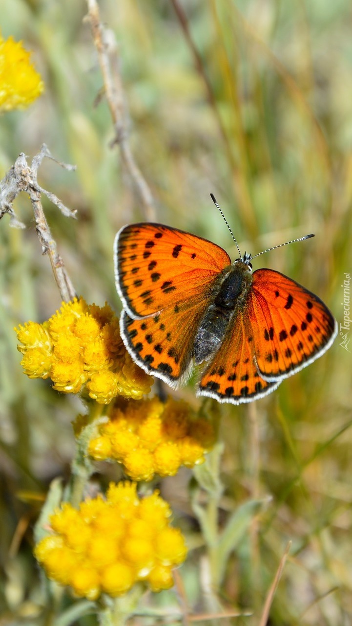 Pomarańczowy motyl w kropki na zółtych kwiatkach