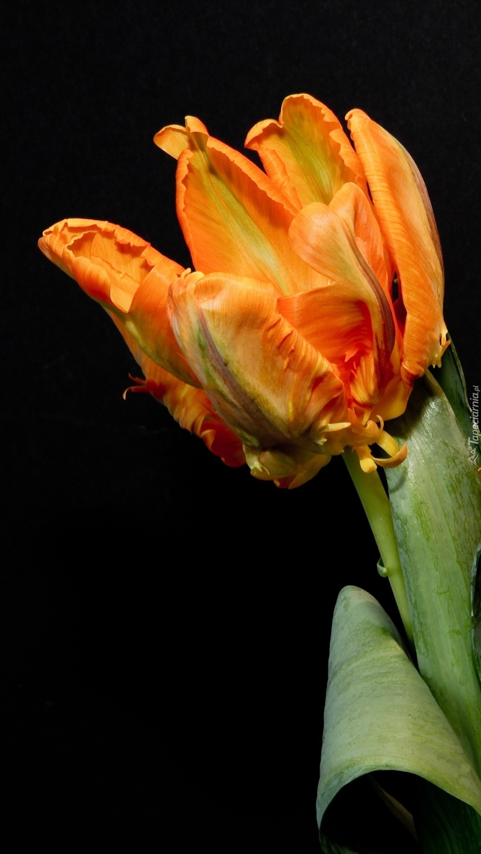 Pomarańczowy tulipan