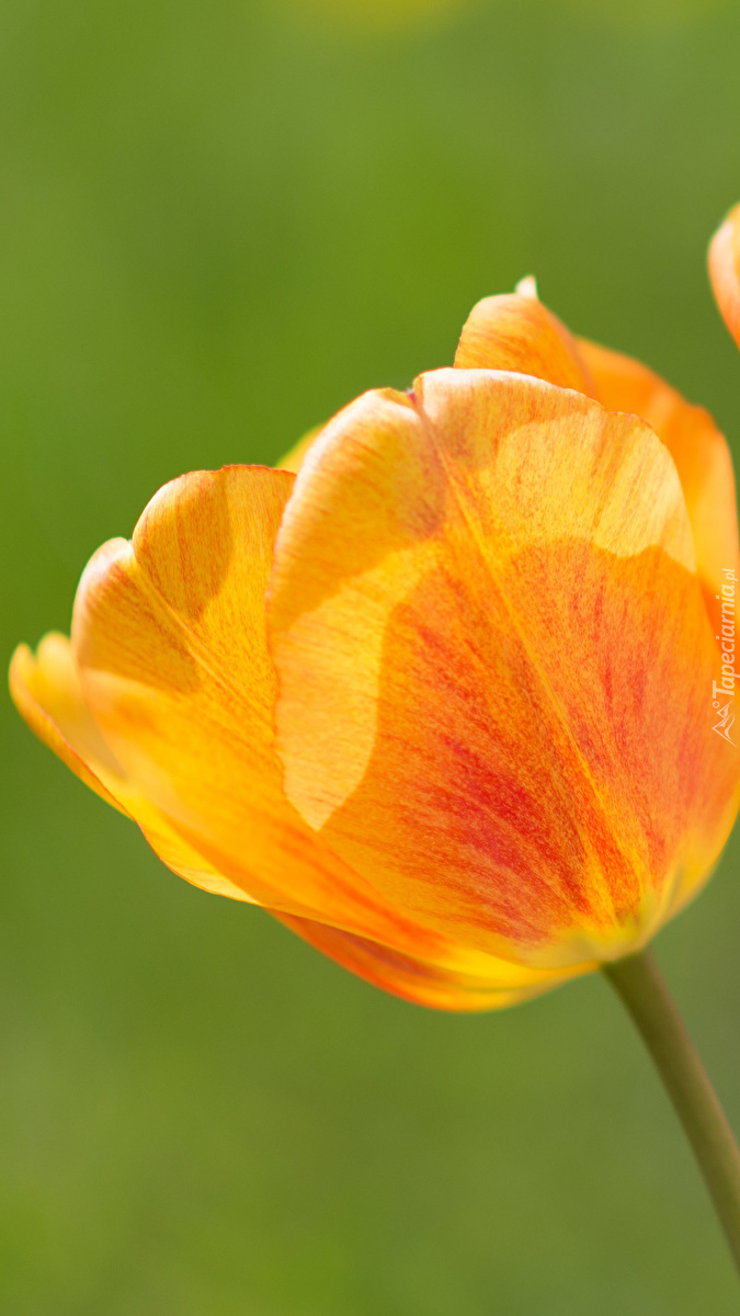 Pomarańczowy tulipan