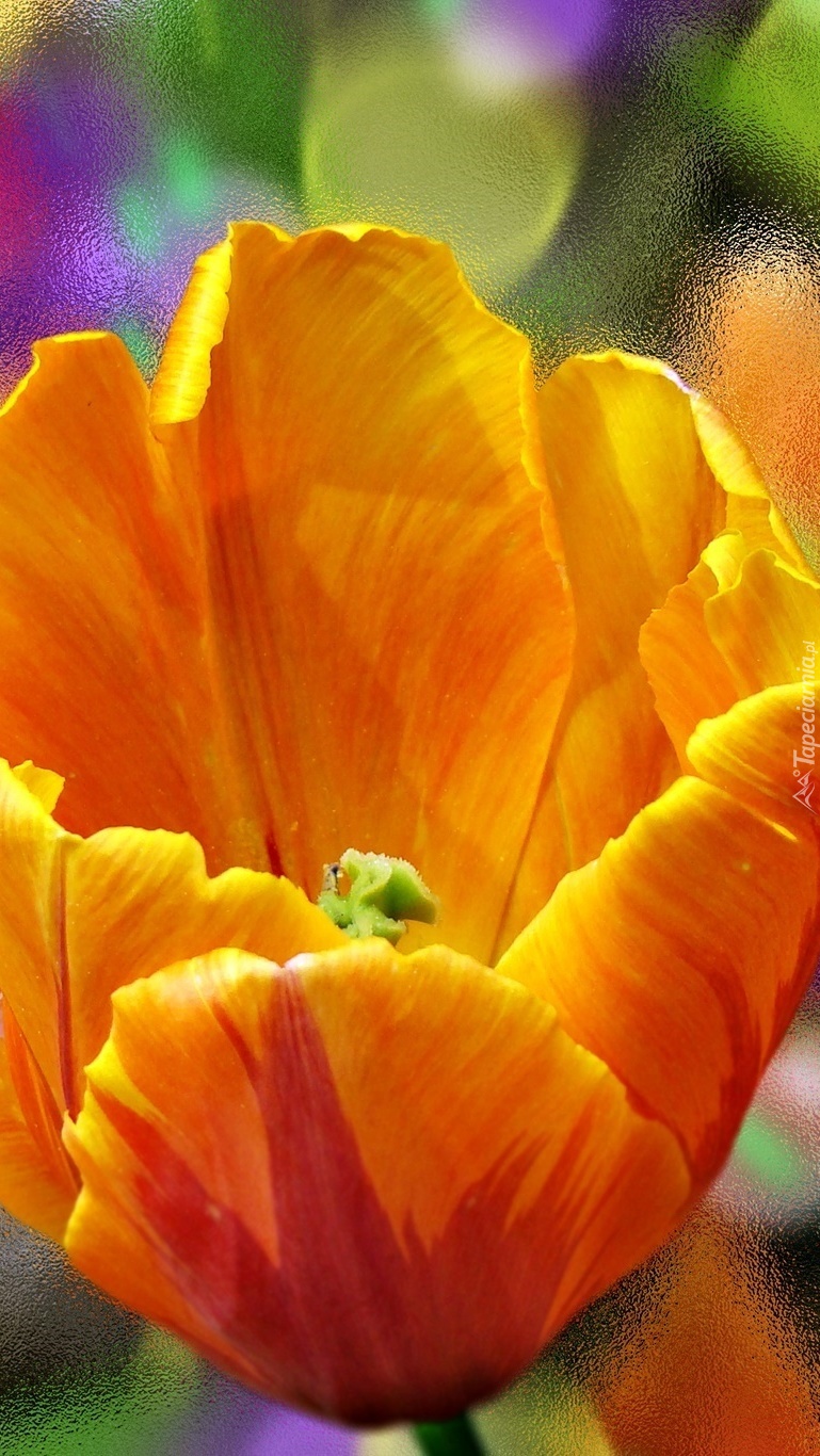 Pomarańczowy tulipan z bliska