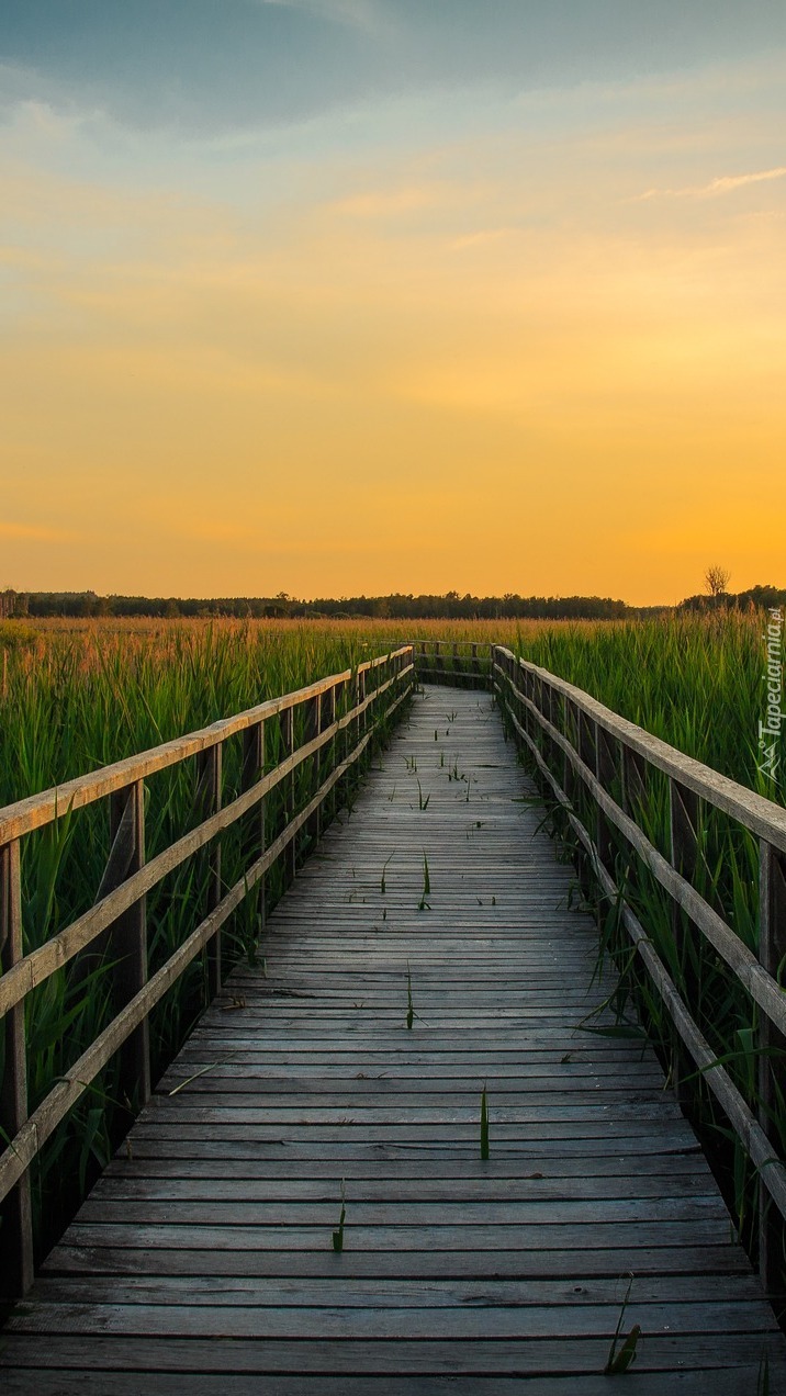 Pomost wśród szuwar