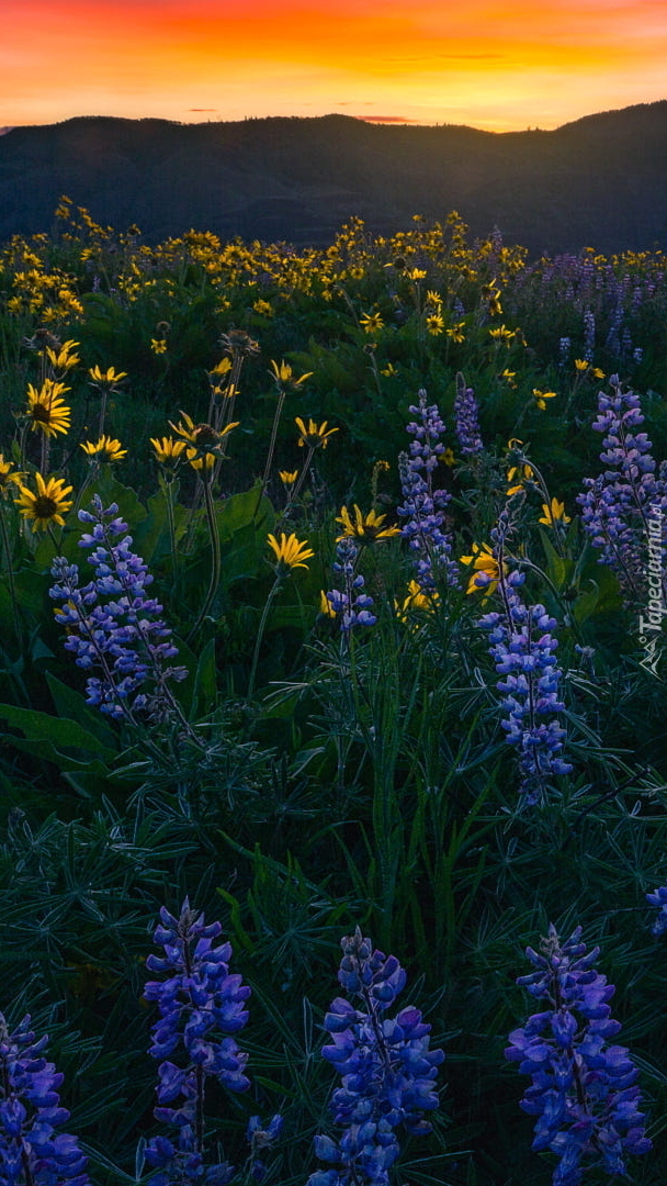 Poranek nad łąką z łubinami i balsamorhizą