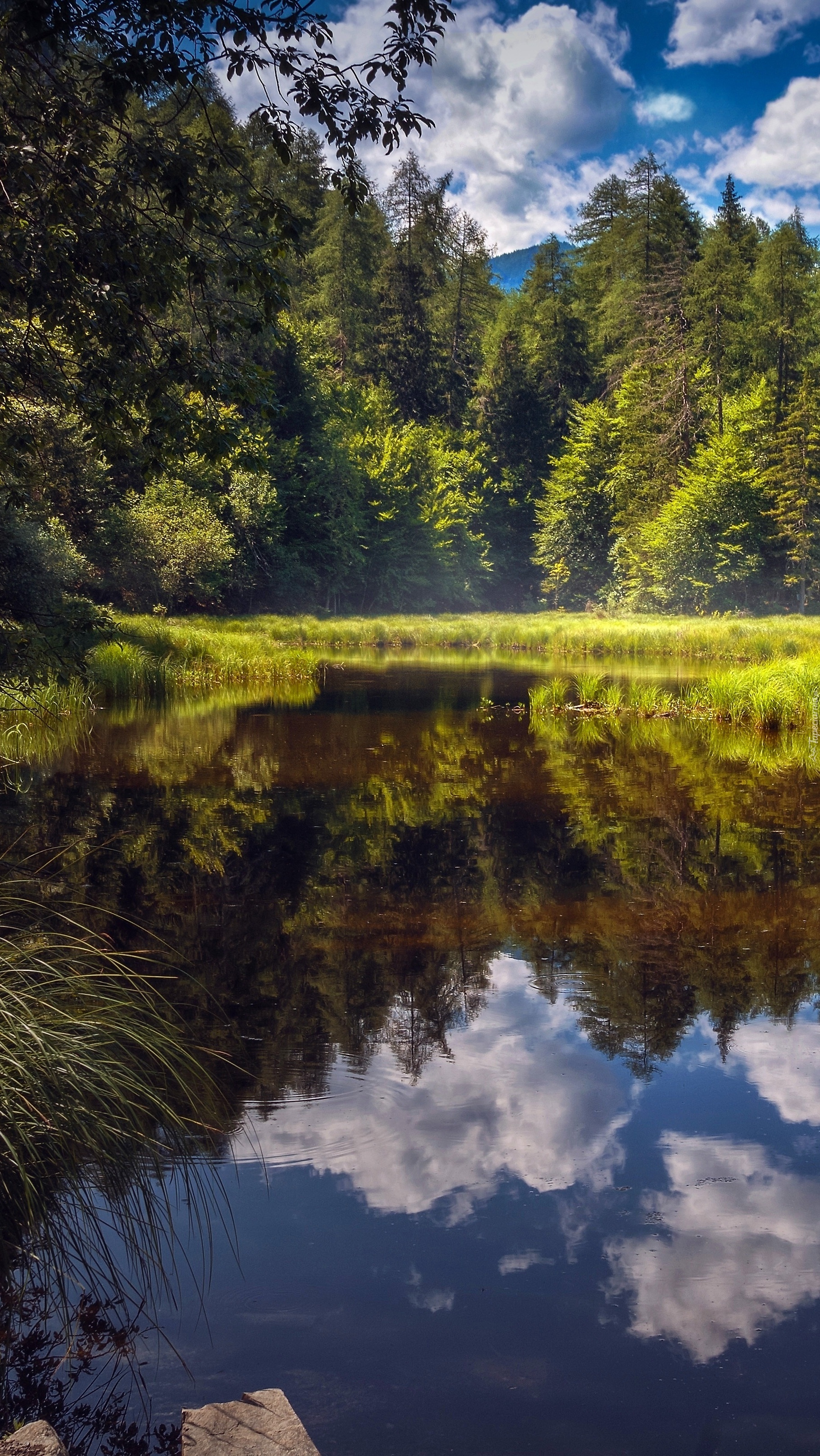 Poranek nad leśnym stawem