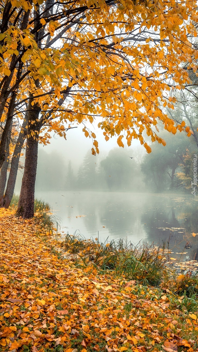 Poranek nad rzeką