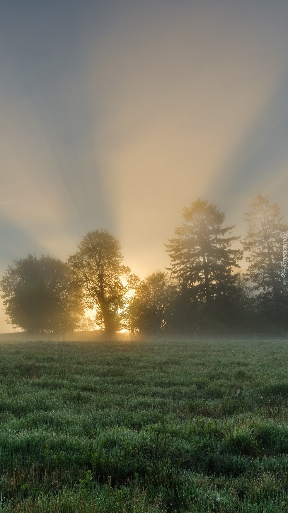 Poranek nad zamgloną łąką