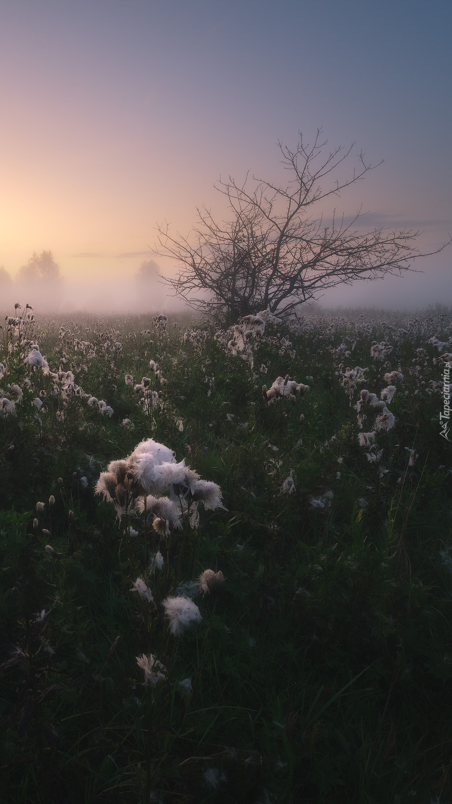 Poranek nad zamgloną łąką