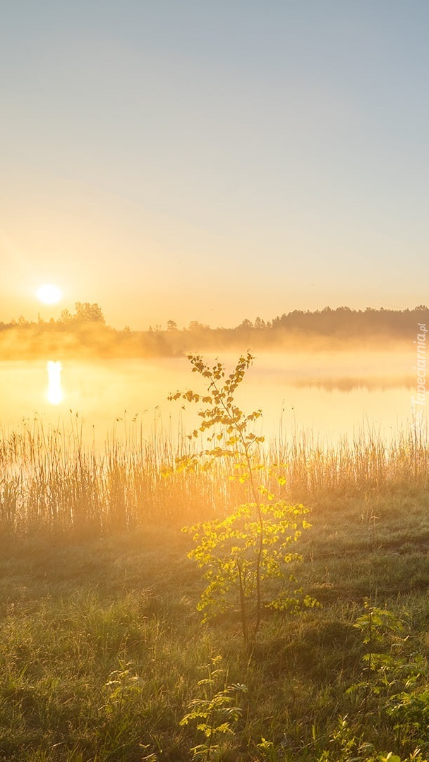 Poranek nad zamglonym jeziorem