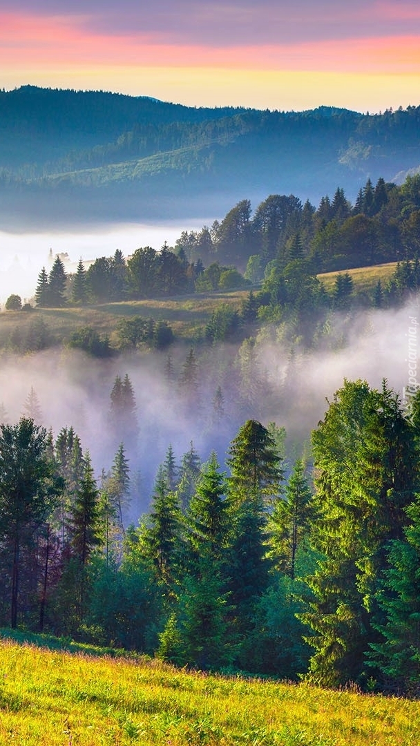 Poranna mgła nad lasem