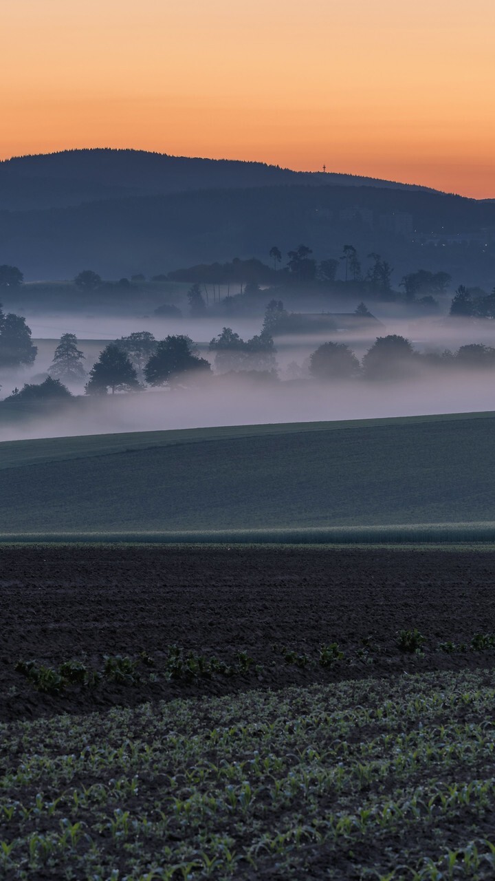 Poranna mgła nad polami