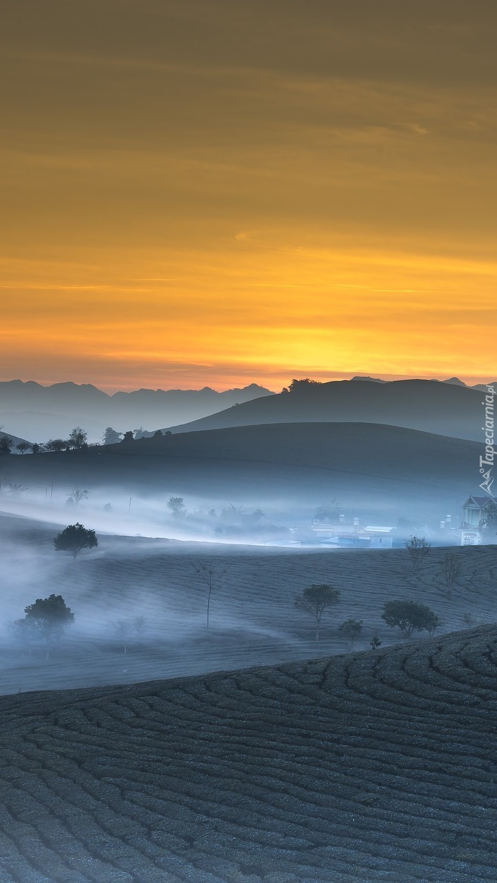 Poranna mgła nad polami