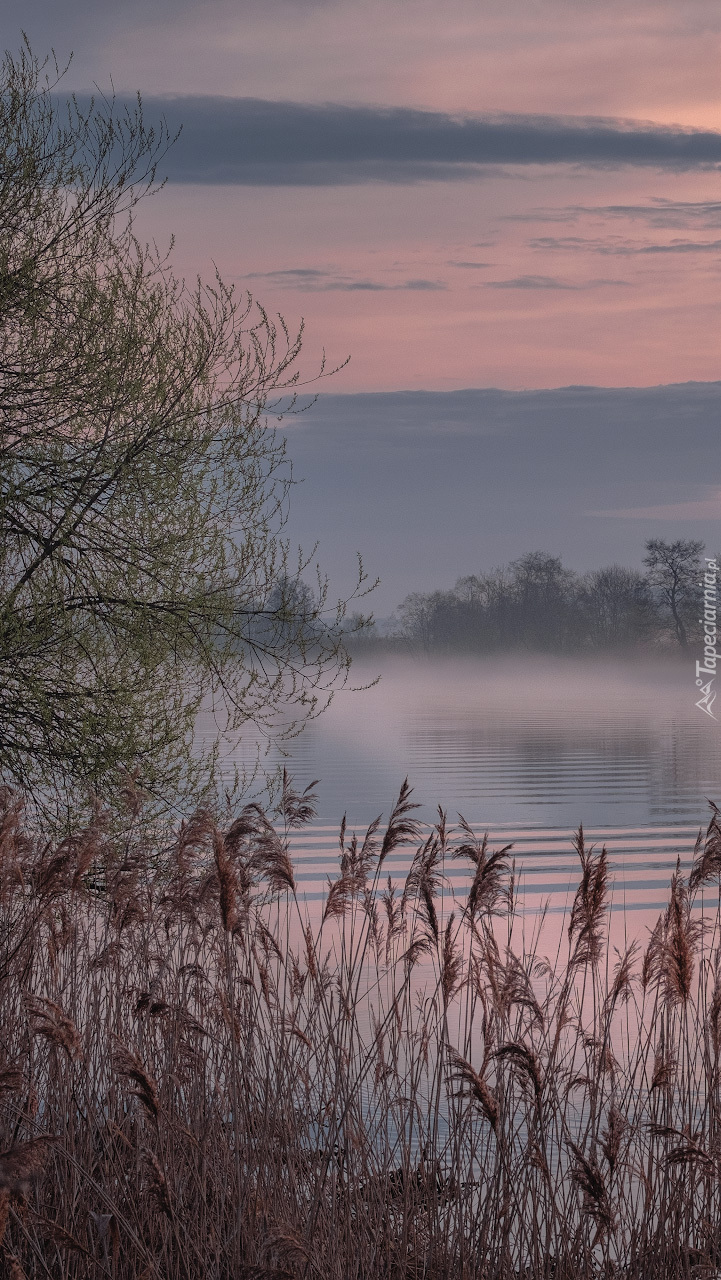 Poranna mgła nad rzeką Dubna