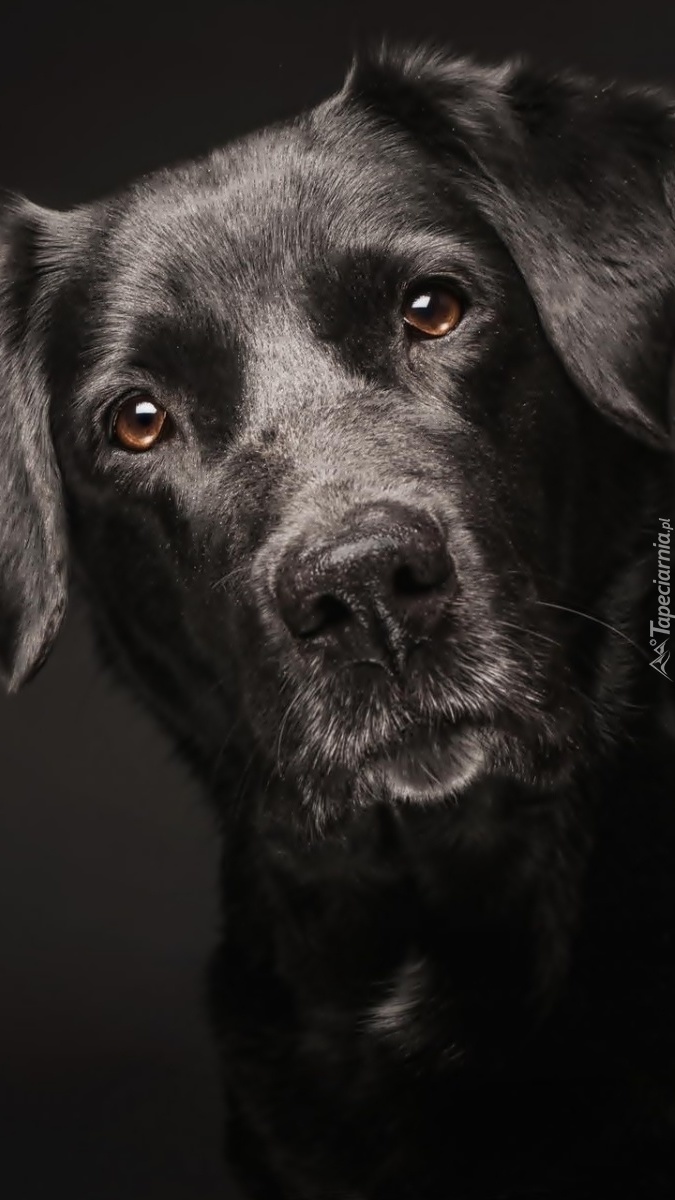 Portret czarnego psa