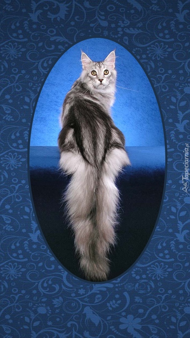 Portret kota norweskiego leśnego