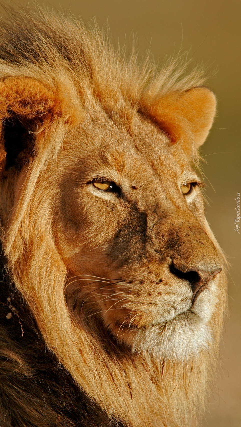 Portret lwa z bliska