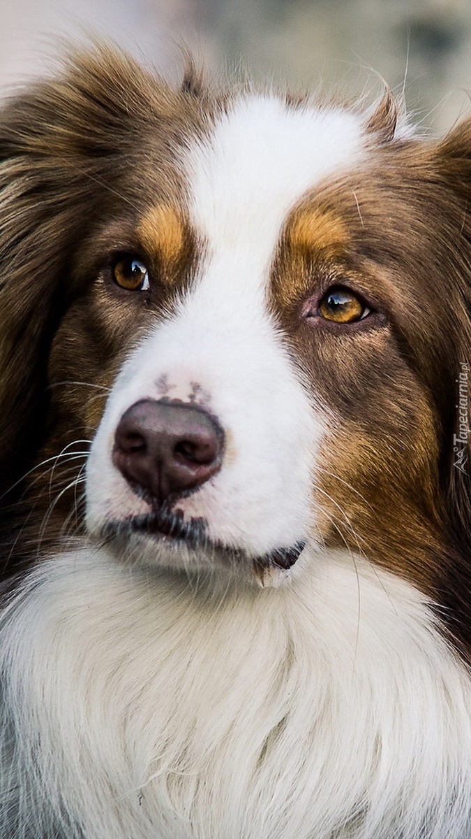 Portret owczarka australijskiego