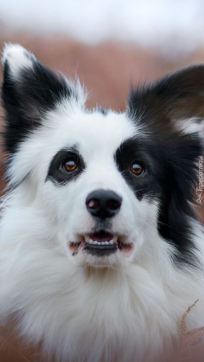 Portret psa border collie