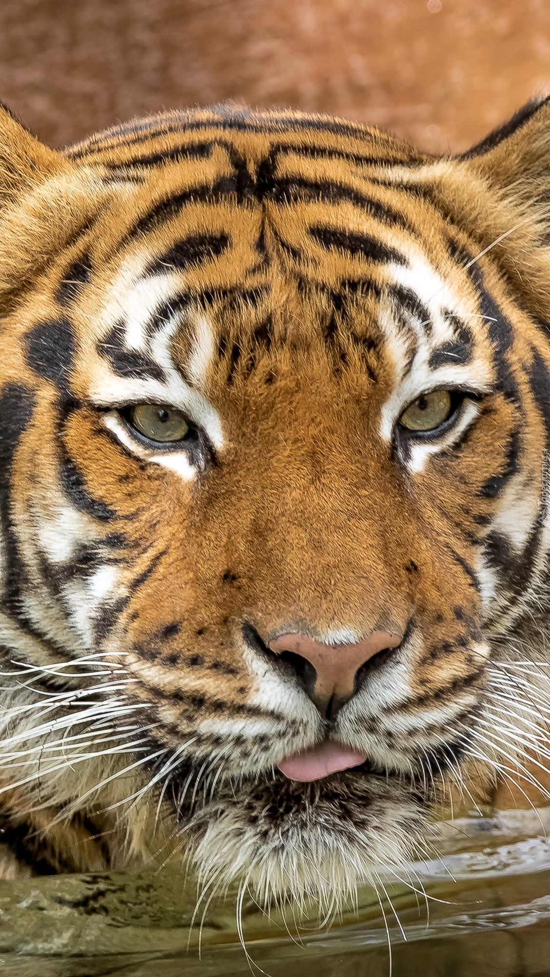 Portret tygrysa