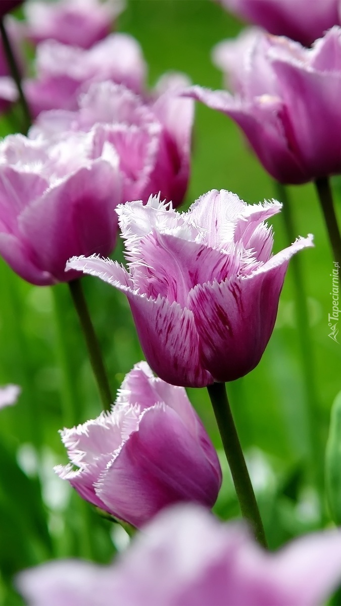 Postrzępione tulipany w odcieniu fioletu