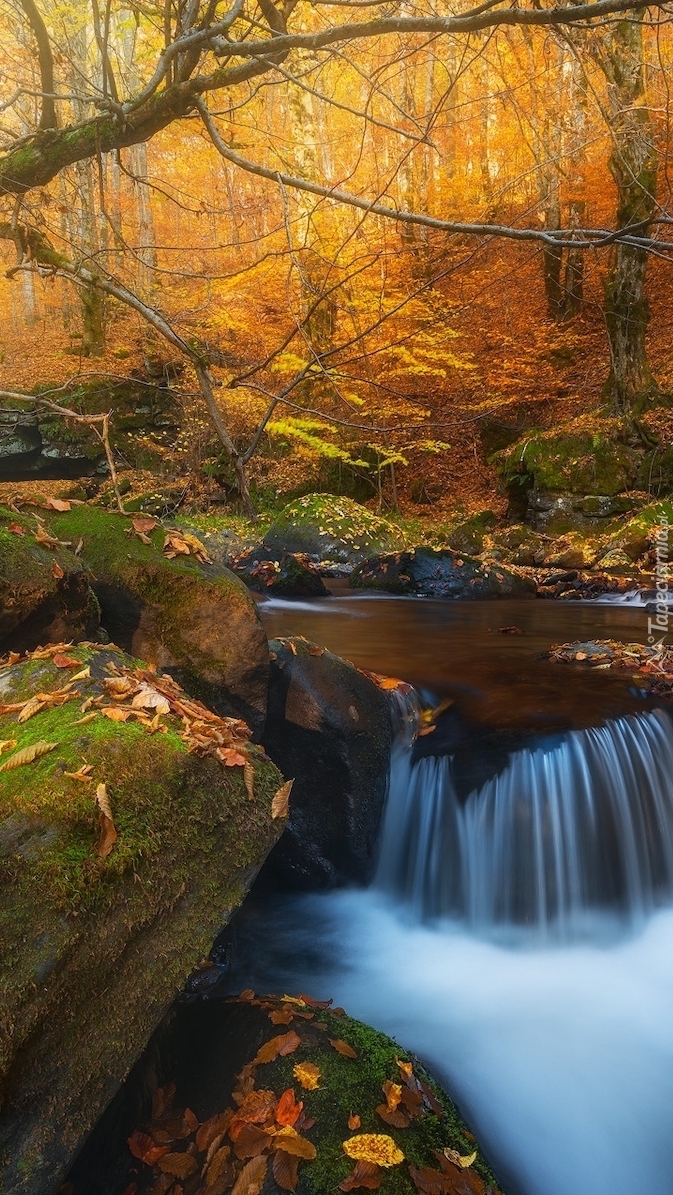 Potok w jesiennym lesie