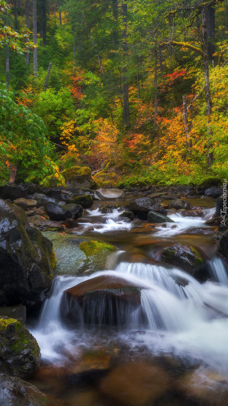 Potok w jesiennym lesie