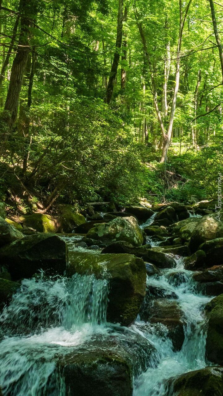 Potok w zielonym lesie