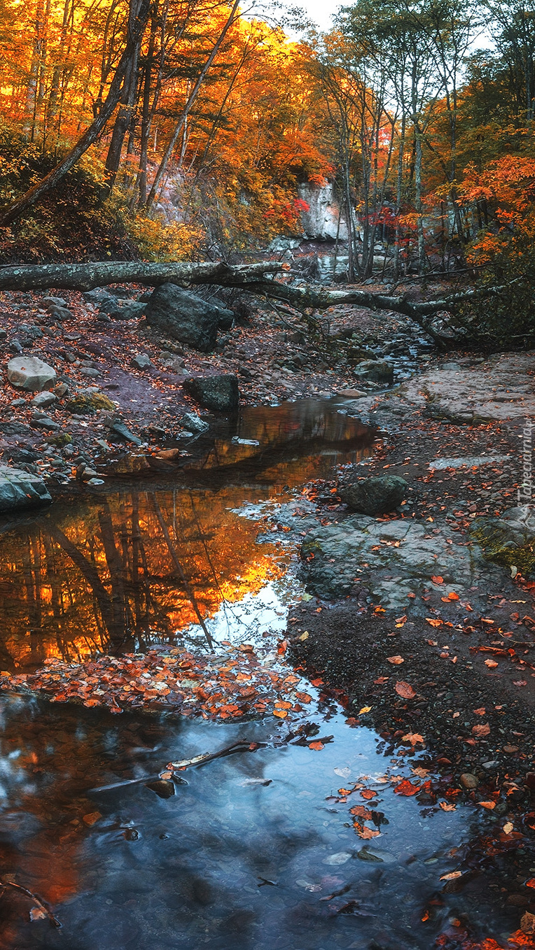 Powalone drzewo nad rzeczką