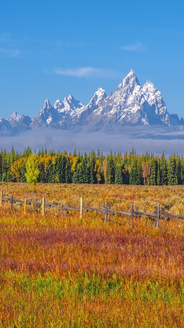 Pożółkła trawa i drzewa na tle gór Teton Range we mgle