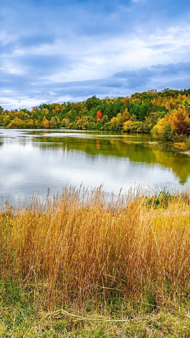 Pożółkła trawa nad jeziorem