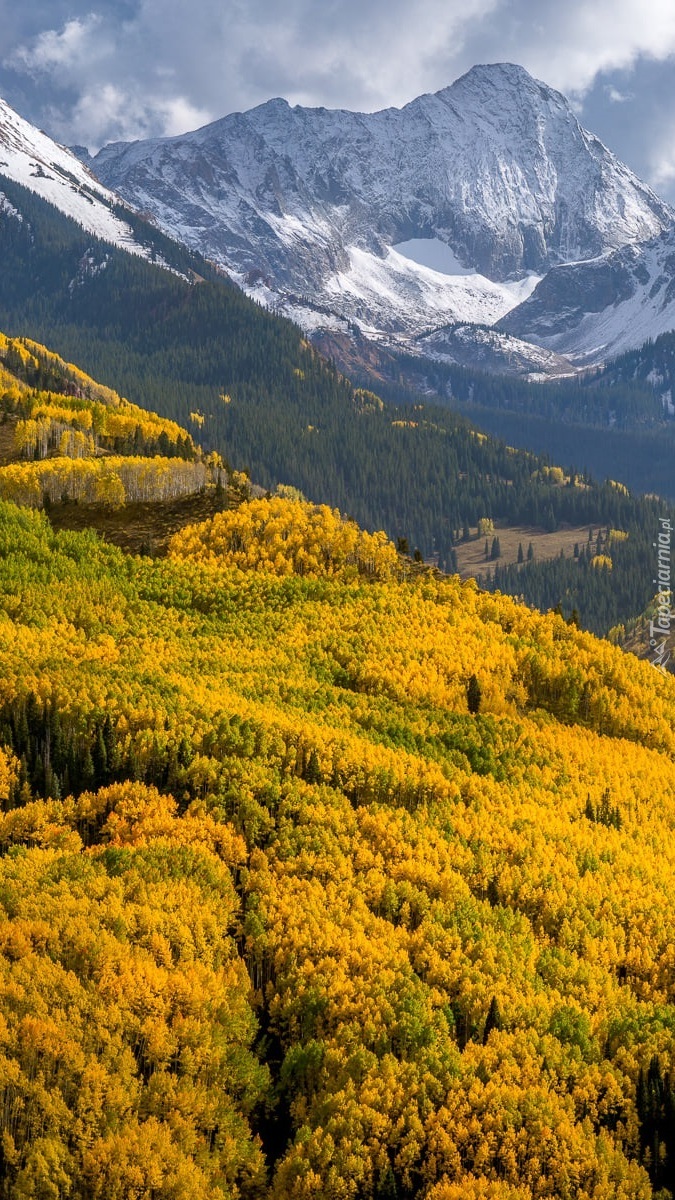 Pożółkłe drzewa i góra Capitol Peak