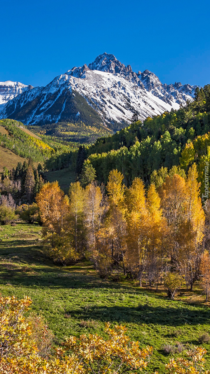 Pożółkłe drzewa i góra Mount Sneffels