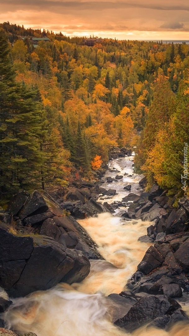 Pożółkłe drzewa i skały nad rzeką Poplar River