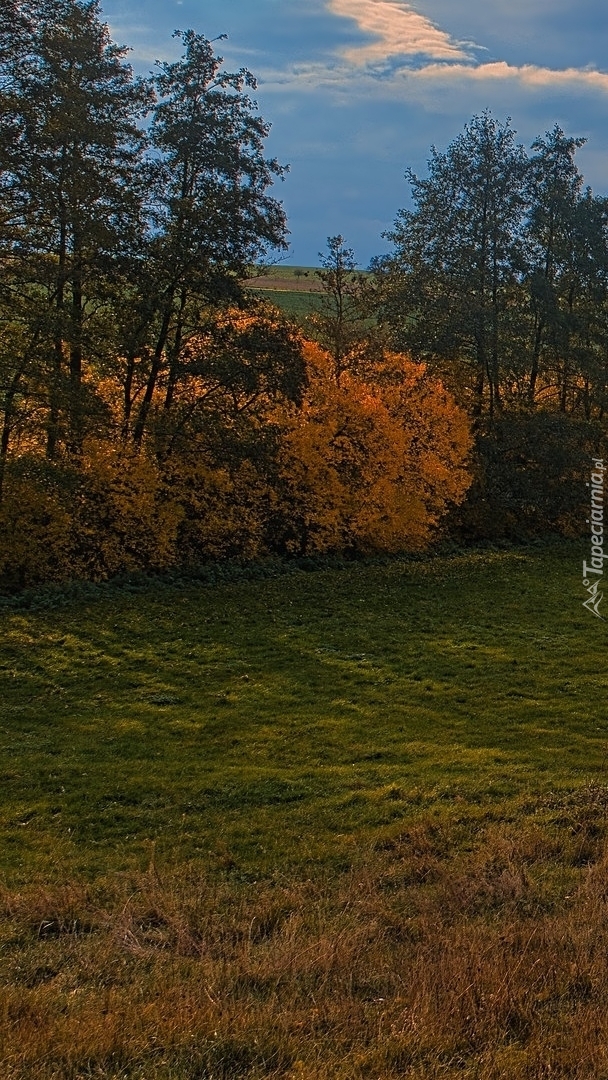 Pożółkłe drzewa i trawa na łące