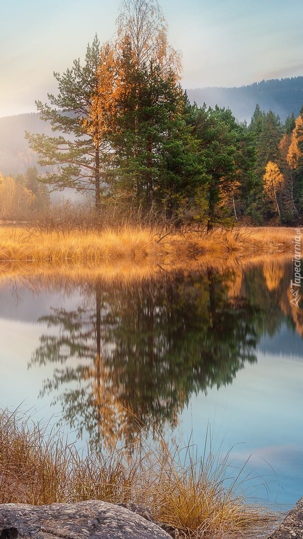 Pożółkłe drzewa i trawy nad jeziorem