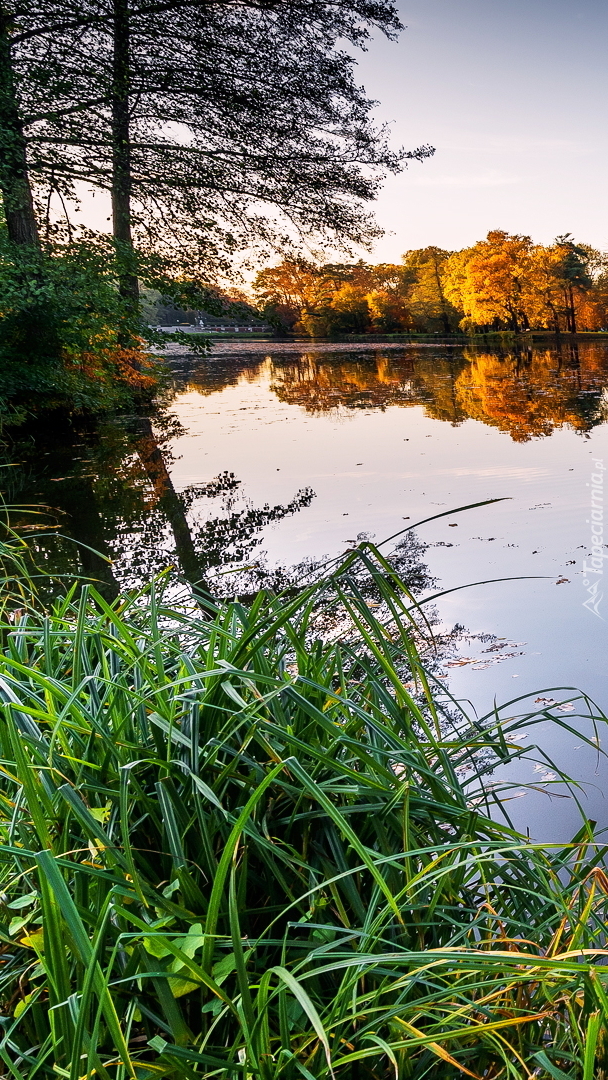 Pożółkłe drzewa i trawy nad jeziorem