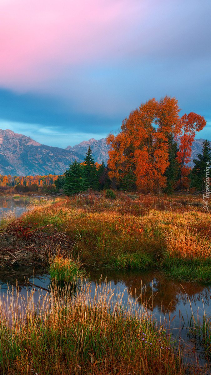 Pożółkłe drzewa i trawy nad rzeką Snake River