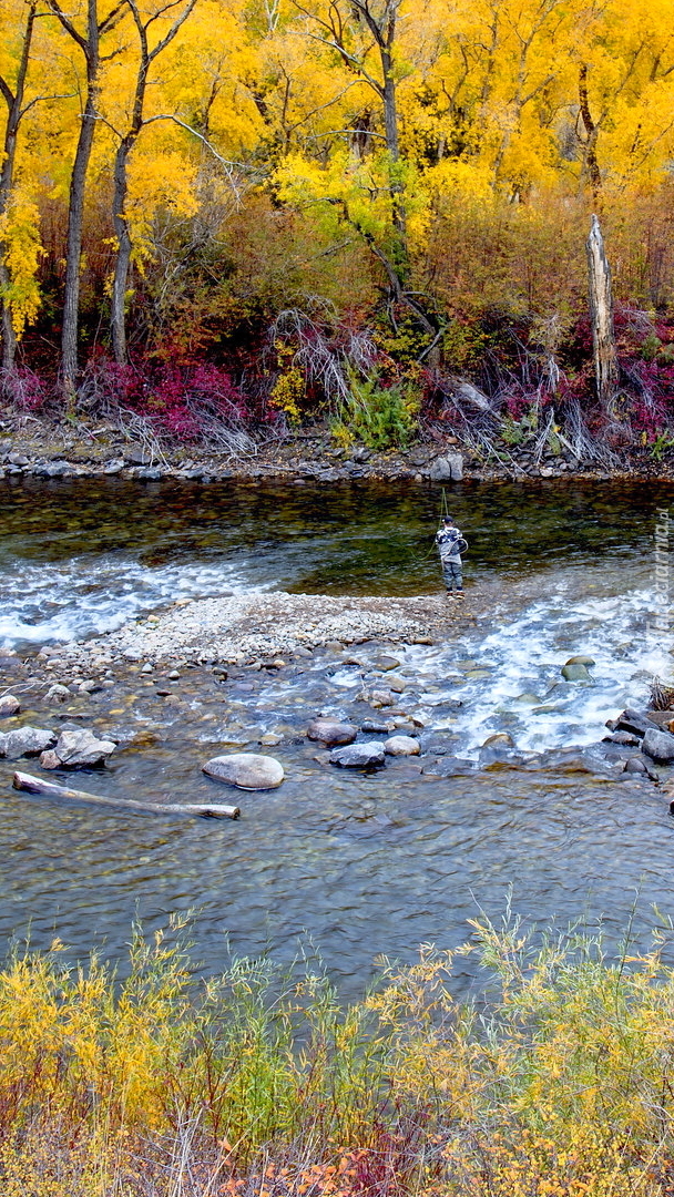 Pożółkłe drzewa i wędkarz nad rzeką Gunnison River