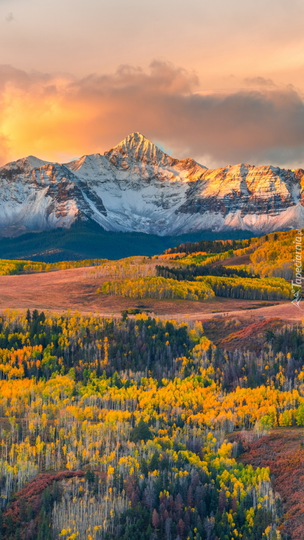 Pożółkłe drzewa na tle gór San Juan Mountains