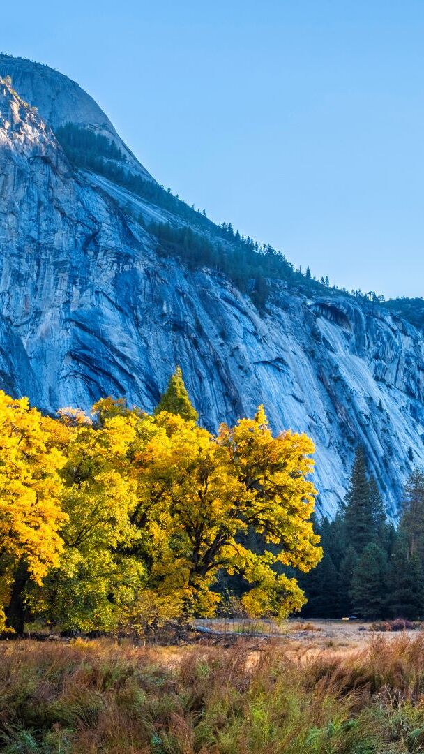 Pożółkłe drzewa na tle gór w Parku Narodowym Yosemite w Kalifornii