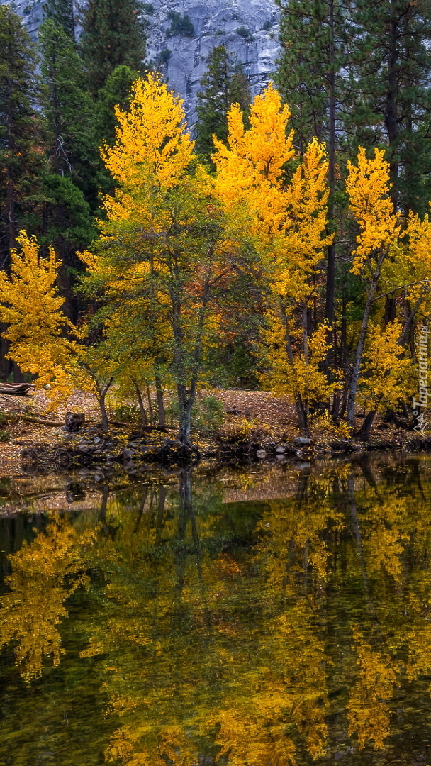 Pożółkłe drzewa nad rzeką Merced River