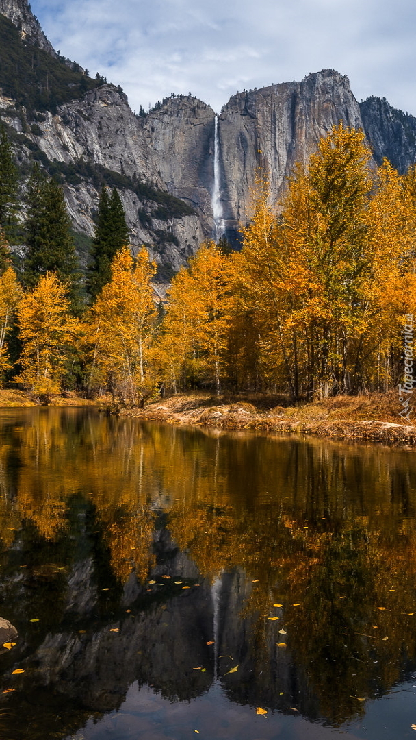 Pożółkłe drzewa nad rzeką Merced River