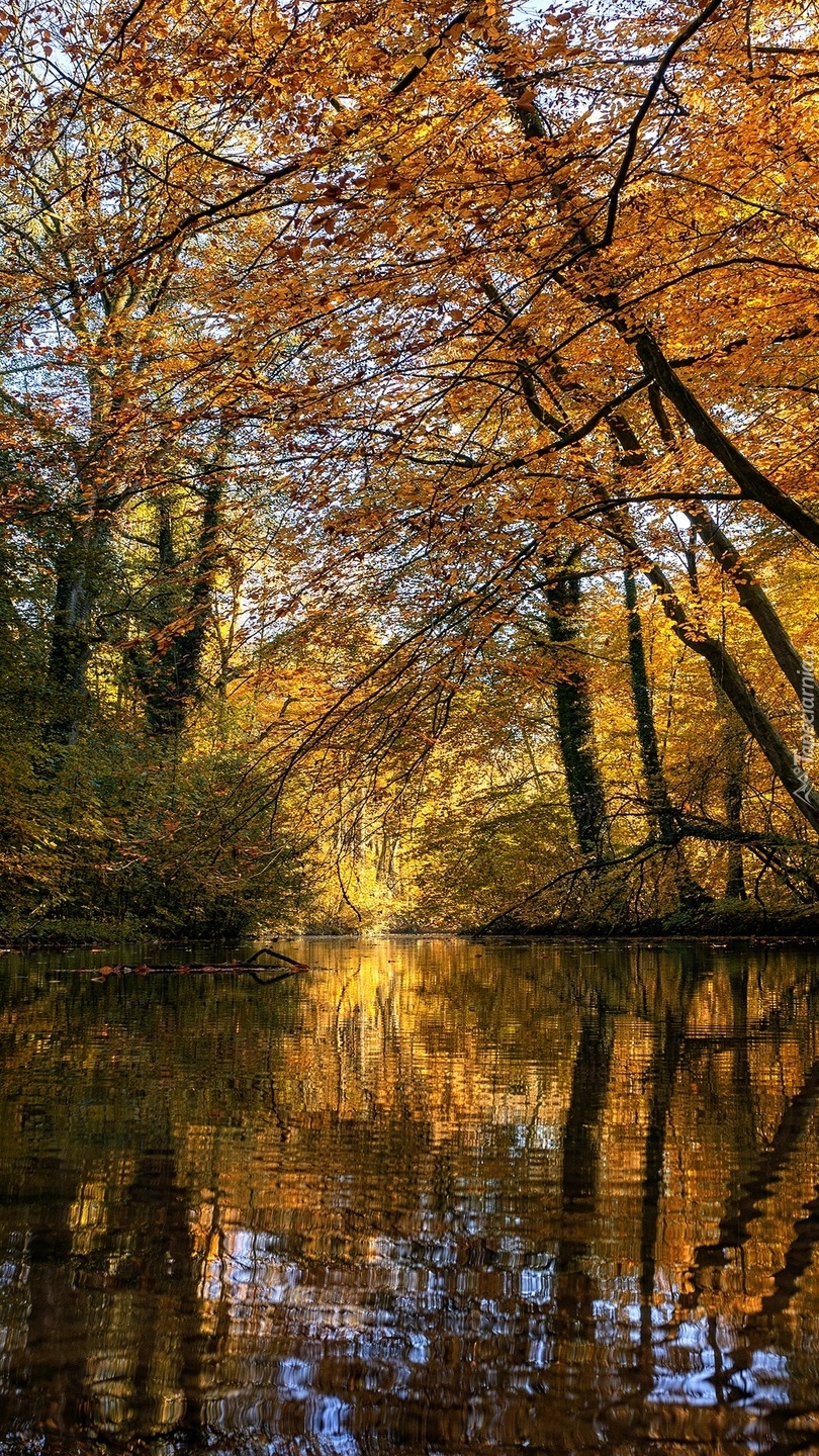 Pożółkłe drzewa nad stawem