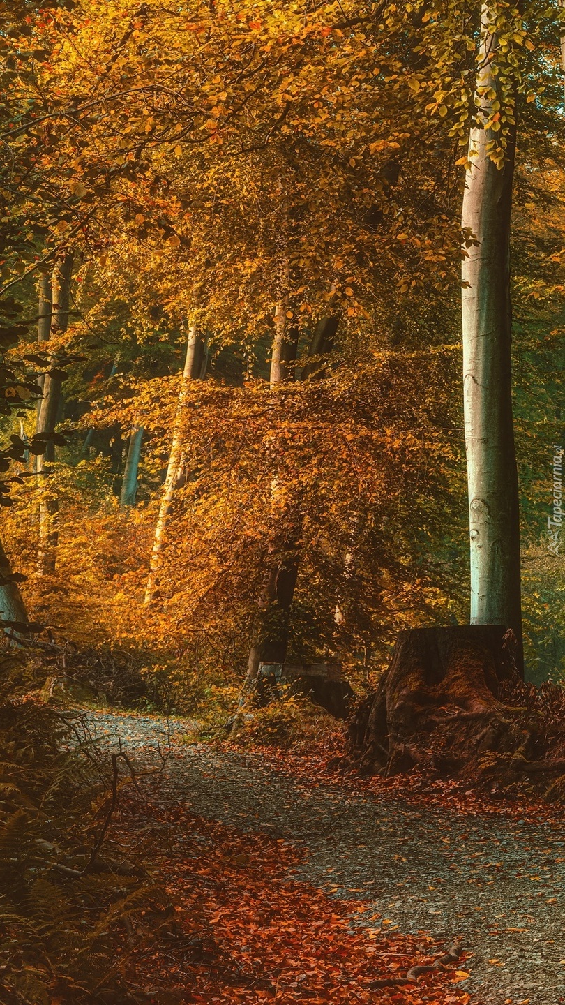 Pożółkłe drzewa przy ścieżce w lesie