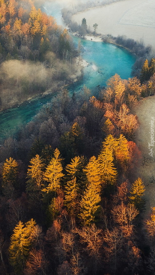 Pożółkłe drzewa wzdłuż rzeki Sava